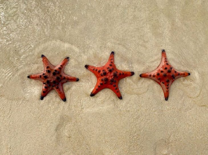 Photographs that show comparisons of things and occurrences in nature, Imagine stumbling onto 3 starfish with 6 arms, 5 arms and 4 arms respectively