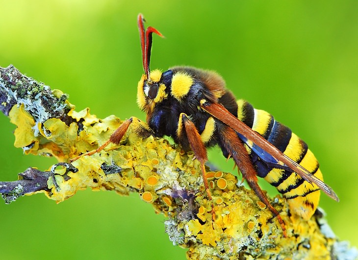 Hornet Moths Biological Mimicry 