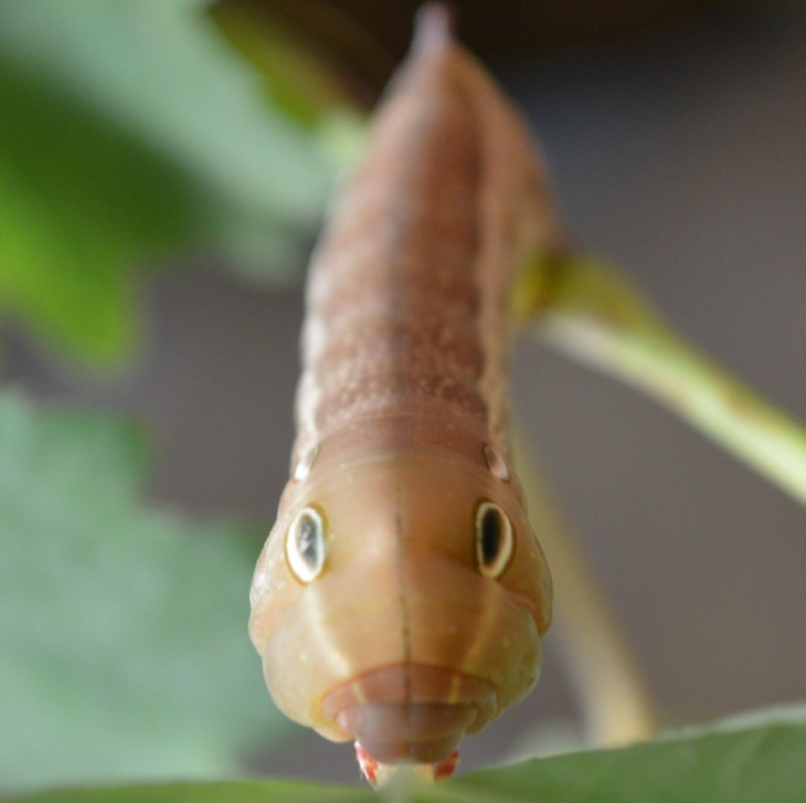 Biological Mimicry Hawk Moth