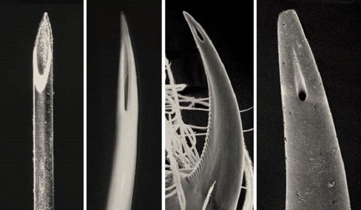 Photographs that show comparisons of things and occurrences in nature, Comparing the tips, from left to right, of a hypodermic needle, the fang of a viper, the fang of a spider and a scorpion’s stinger respectively