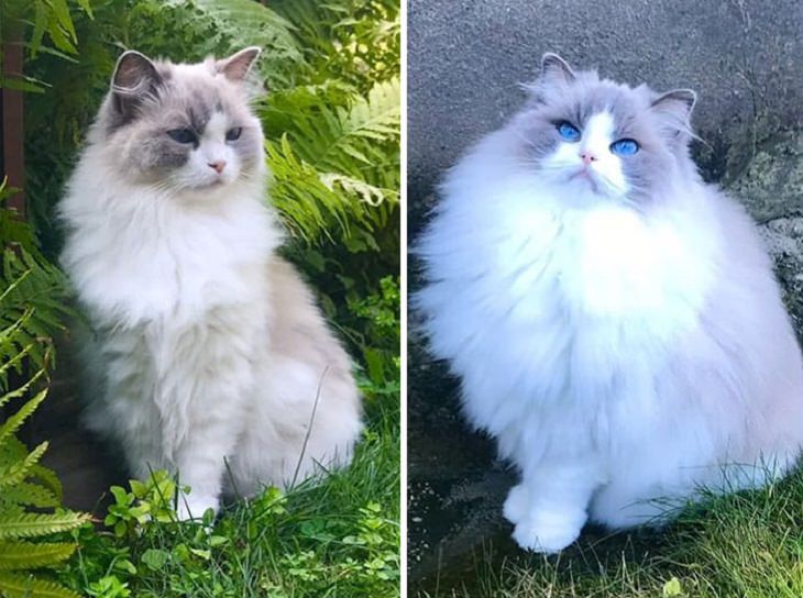 Photographs that show comparisons of things and occurrences in nature, The coat of a Ragdoll cat in summer (left) vs its coat in winter (right)