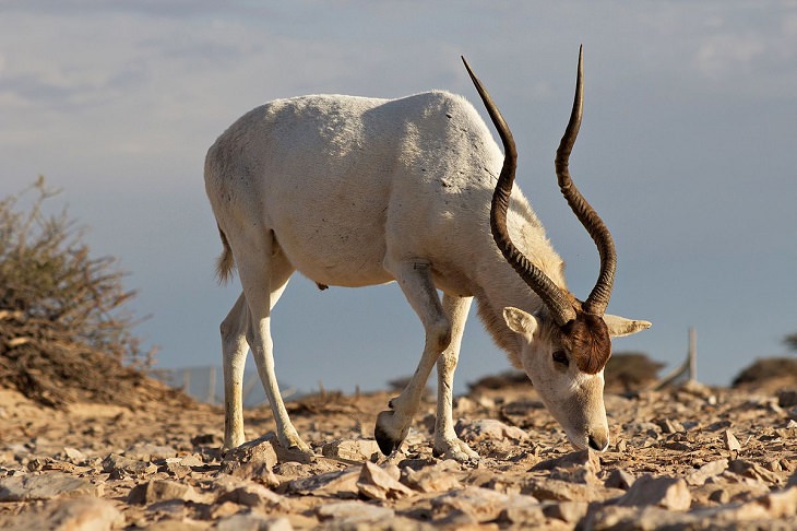 Incredible animals in the Sahara desert with unique adaptive features for suriviving in harsh habitats, Addax Antelope