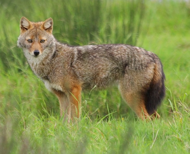 Incredible animals in the Sahara desert with unique adaptive features for suriviving in harsh habitats, Golden Jackal