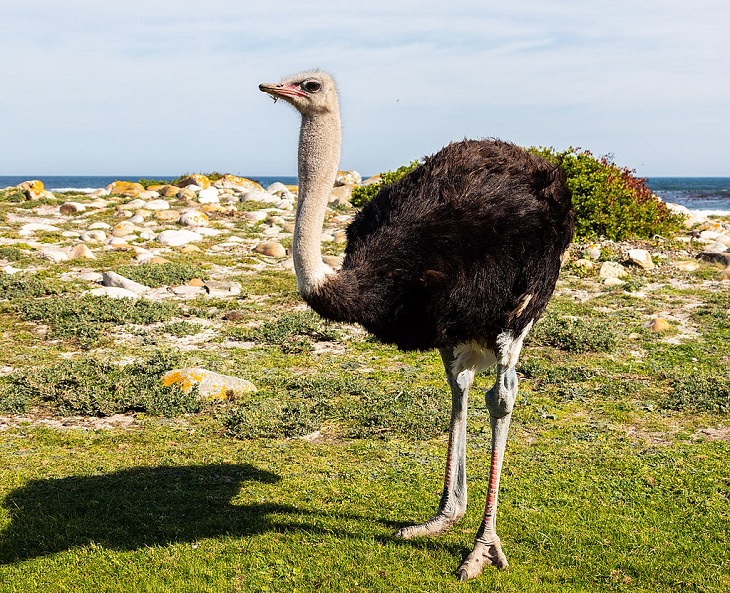 Incredible animals in the Sahara desert with unique adaptive features for suriviving in harsh habitats, Ostrich