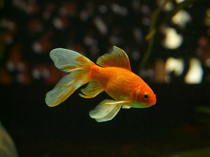 Goldfish Allergy-Friendly Pets