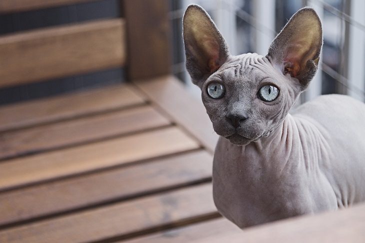 Sphynx Cats Allergy-Friendly Pets