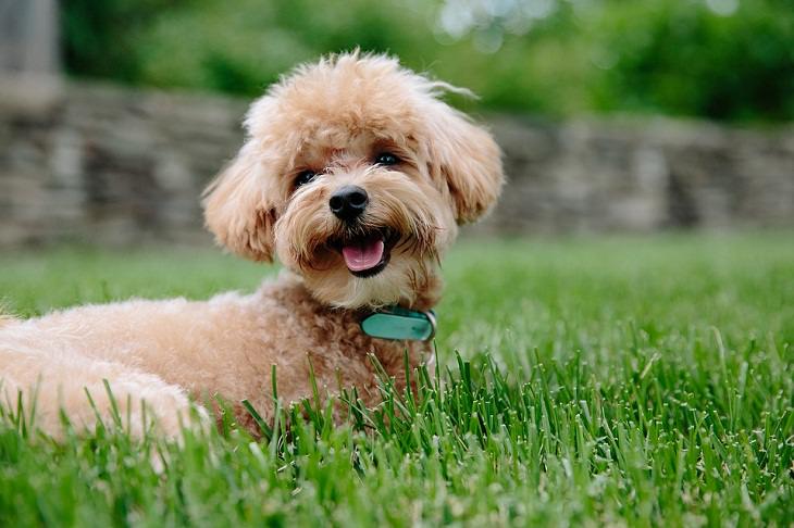 Poodles Allergy-Friendly Pets