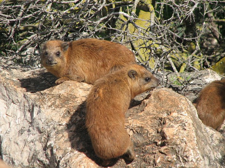 Incredible animals in the Sahara desert with unique adaptive features for suriviving in harsh habitats, hyrax, rock hyrax, the Cape hyrax and the rock rabbit