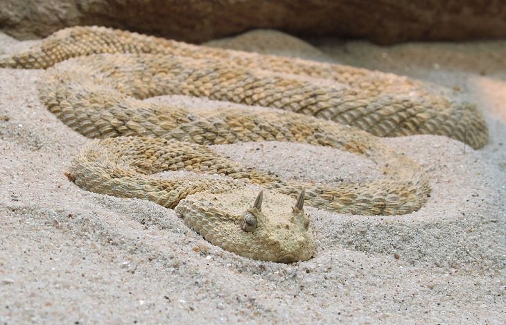 Incredible animals in the Sahara desert with unique adaptive features for suriviving in harsh habitats, Horned viper