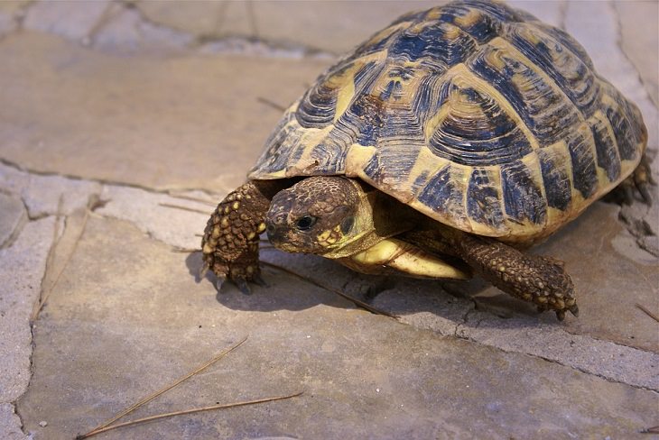 Tortoises Allergy-Friendly Pets