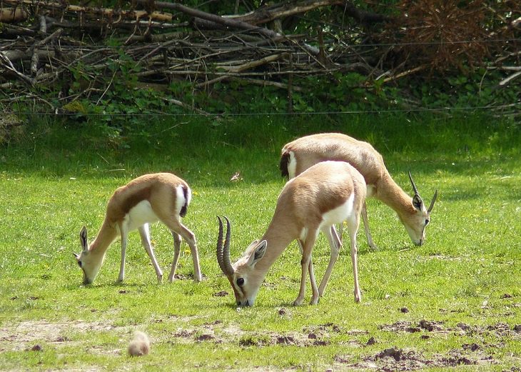 Incredible animals in the Sahara desert with unique adaptive features for suriviving in harsh habitats, Dorcas Gazelle