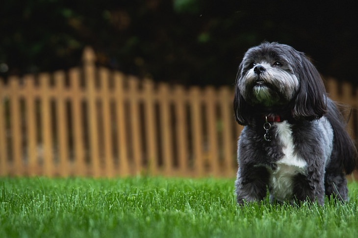 Shih Tzus Allergy-Friendly Pets