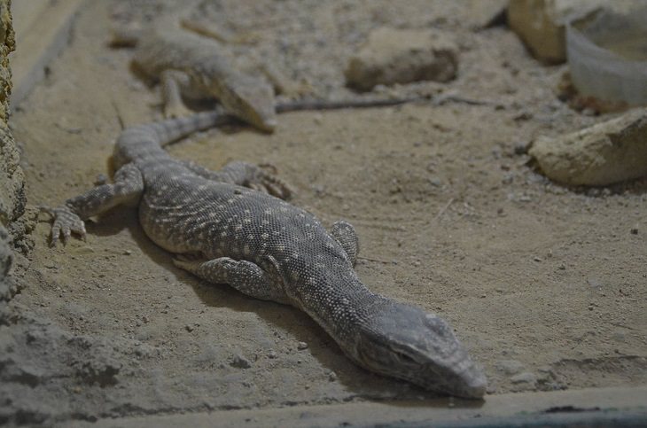 Incredible animals in the Sahara desert with unique adaptive features for suriviving in harsh habitats, Desert monitor