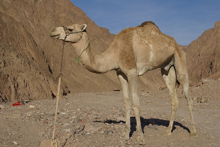 Incredible animals in the Sahara desert with unique adaptive features for suriviving in harsh habitats, Dromedary Camel