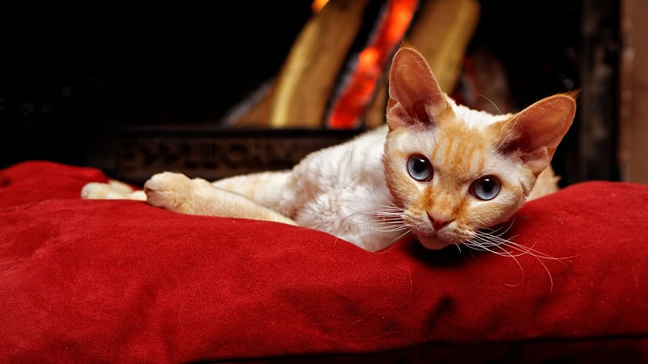 Devon Rex Cats Allergy-Friendly Pets