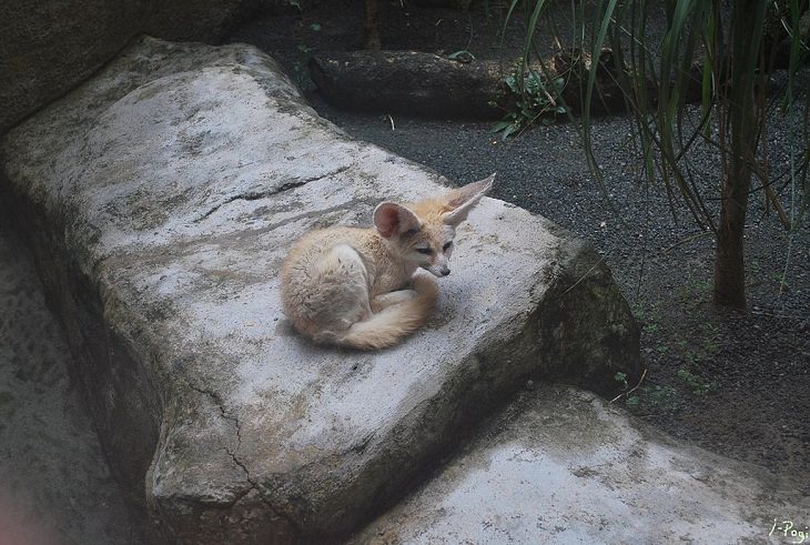 Incredible animals in the Sahara desert with unique adaptive features for suriviving in harsh habitats, Fennec Fox