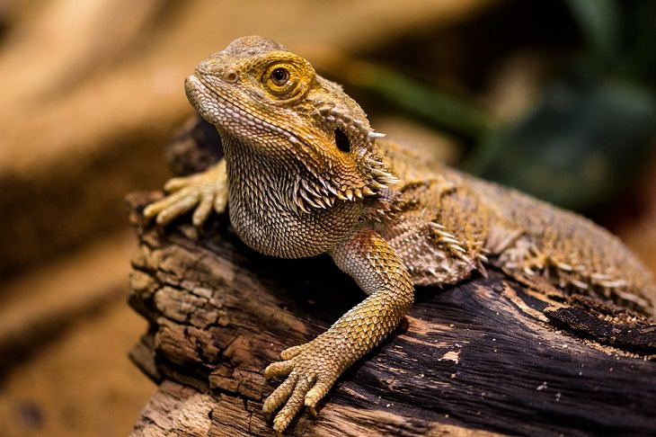 Bearded Dragon Allergy-Friendly Pets