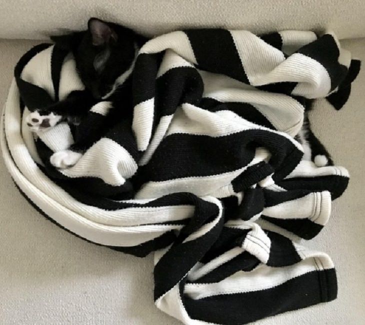 Photographs and pictures of interesting natural phenomenon or well-timed moments that will make you look twice, a black and white cat in a black and white carpet