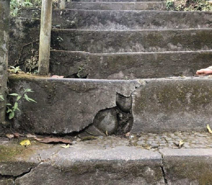 Photographs and pictures of interesting natural phenomenon or well-timed moments that will make you look twice, crack in the steps resembling a cat or pigeon