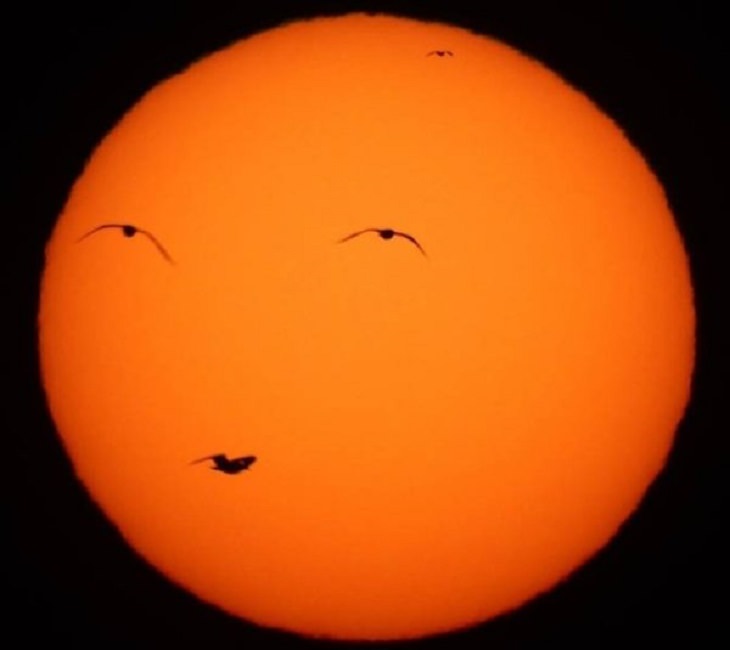Photographs and pictures of interesting natural phenomenon or well-timed moments that will make you look twice, an orange with a face made from birds flying in front of the sun or moon