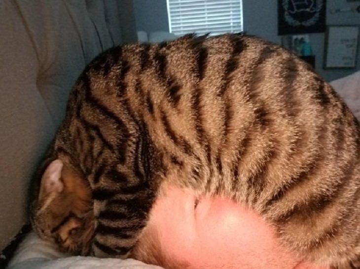 Photographs and pictures of interesting natural phenomenon or well-timed moments that will make you look twice, a cat on top of a humans face