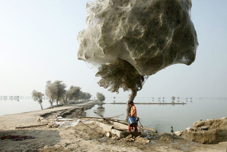 Cocooned Trees, Pakistan