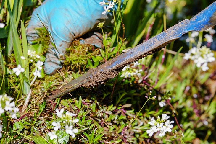 Remove Weeds Gardening Tips for Spring