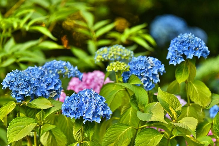 Transplanting deciduous shrubs Gardening Tips for Spring