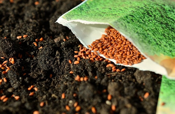 Sow the seeds that require a longer season Gardening Tips for Spring