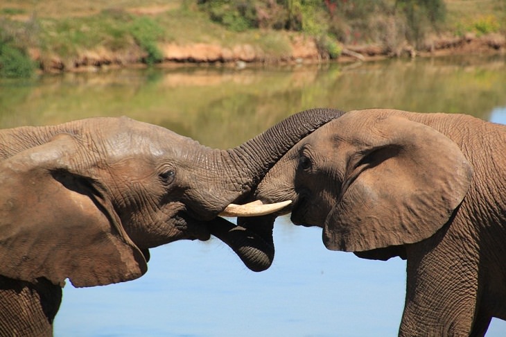 Elephants console