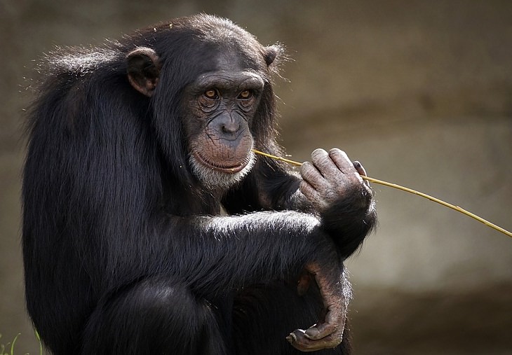 Chimpanzees follow fashion