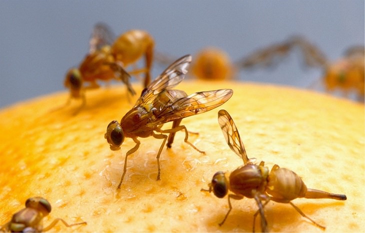 Fruit flies 'think'