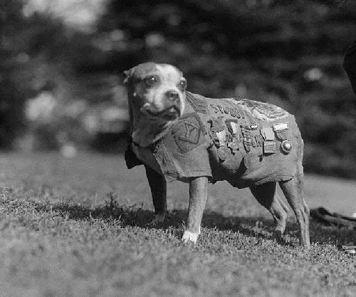 Sergeant Stubby, world war, animal war hero