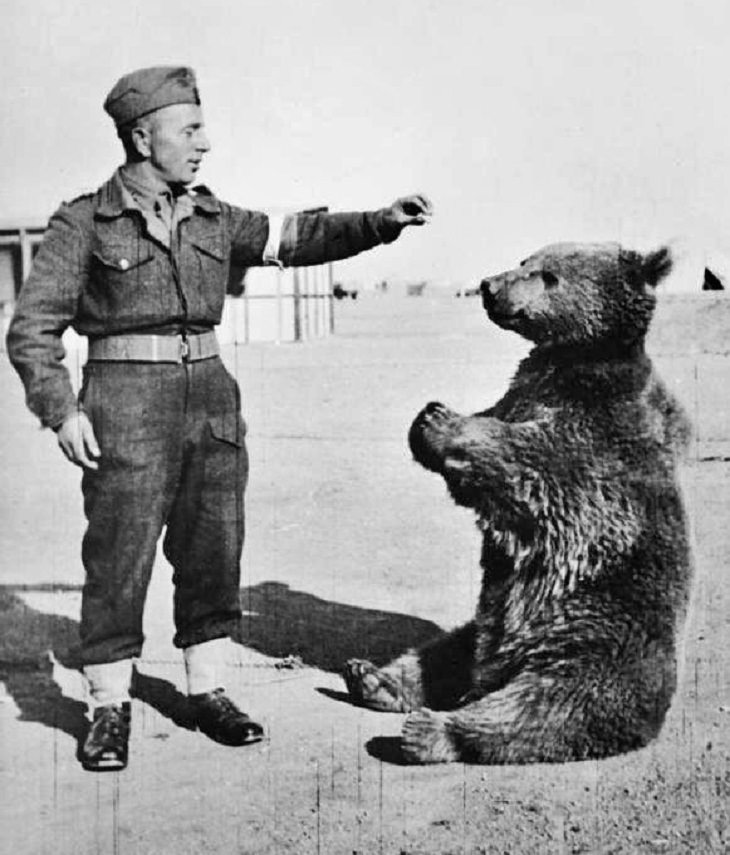 Wojtek the bear, world war