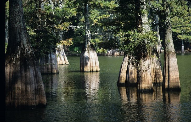 UNESCO World Network of Biosphere Reserves and their tourist attractions and activities from across the United States, America, US, The Big Thicket, Texas