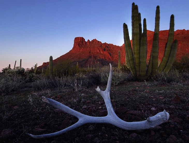 UNESCO World Network of Biosphere Reserves and their tourist attractions and activities from across the United States, America, US, Organ Pipe Cactus National Monument, Arizona