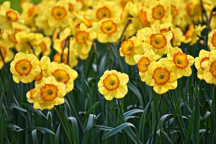 Daffodil flower, history 