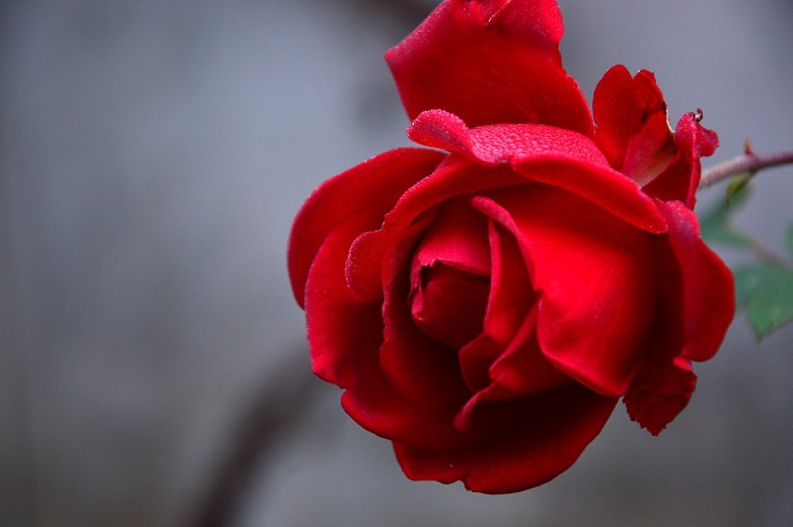 Rose flower, history 