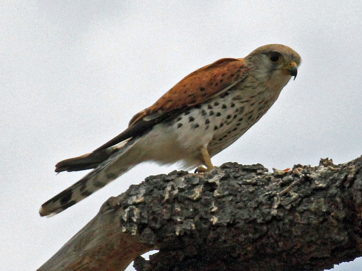 Fascinating facts on Different species of falcons in the birds of prey group that are found all over the world, The Malagasy kestrel (Falco newtoni)