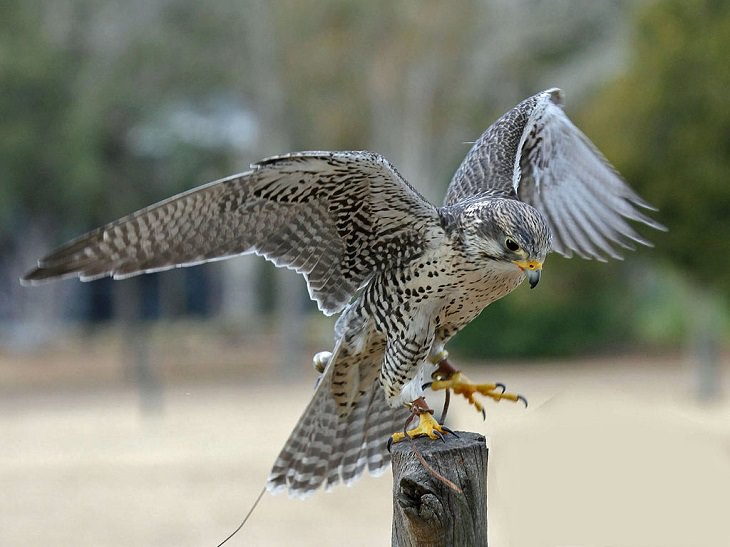 Fascinating facts on Different species of falcons in the birds of prey group that are found all over the world, The prairie falcon (Falco mexicanus)