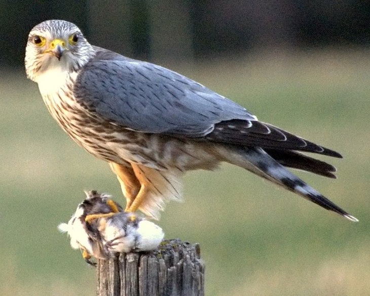 Fascinating facts on Different species of falcons in the birds of prey group that are found all over the world, The Merlin (Falco columbarius)