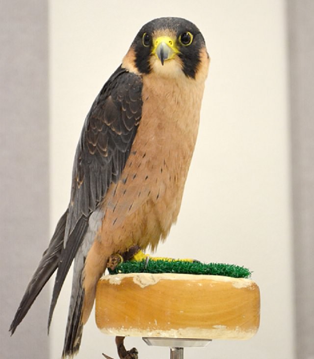 Fascinating facts on Different species of falcons in the birds of prey group that are found all over the world, Taita Falcon (Falco fasciinucha)