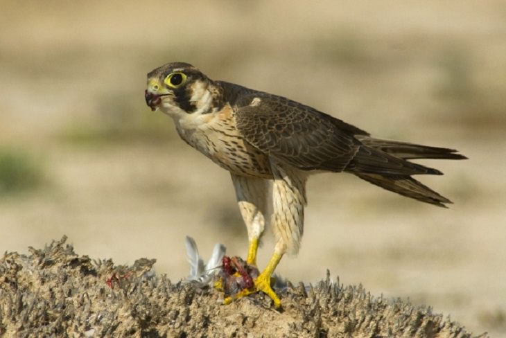 Fascinating facts on Different species of falcons in the birds of prey group that are found all over the world, The Barbary falcon (Falco peregrinus pelegrinoides)