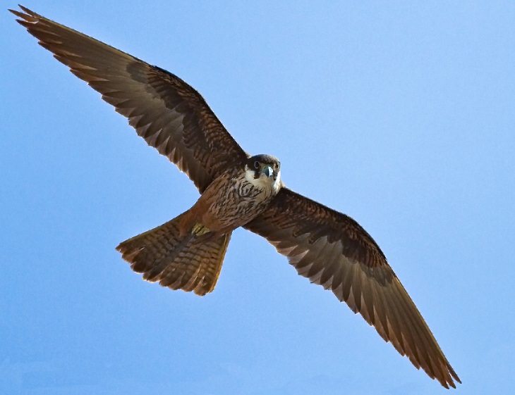 Fascinating facts on Different species of falcons in the birds of prey group that are found all over the world, Eleonora's falcon (Falco eleonorae)
