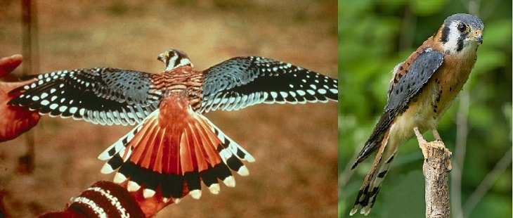 Fascinating facts on Different species of falcons in the birds of prey group that are found all over the world, The American kestrel (Falco sparverius)