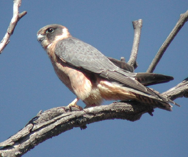 Fascinating facts on Different species of falcons in the birds of prey group that are found all over the world, The Australian hobby (Falco longipennis)