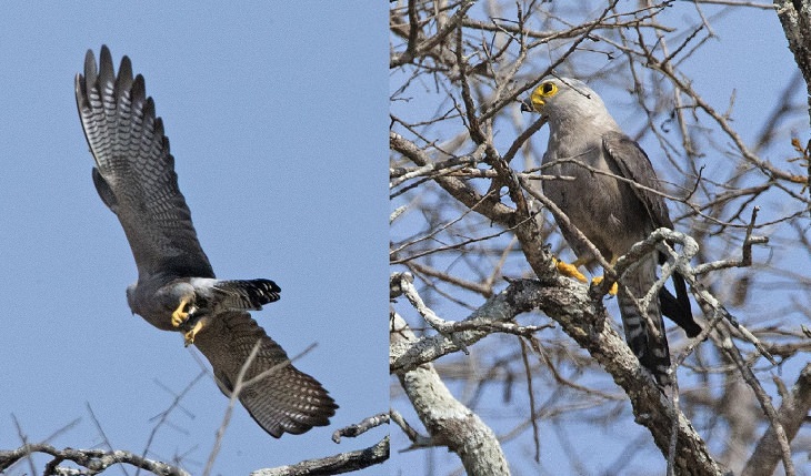 Fascinating facts on Different species of falcons in the birds of prey group that are found all over the world, Dickinson's kestrel (Falco dickinsoni)