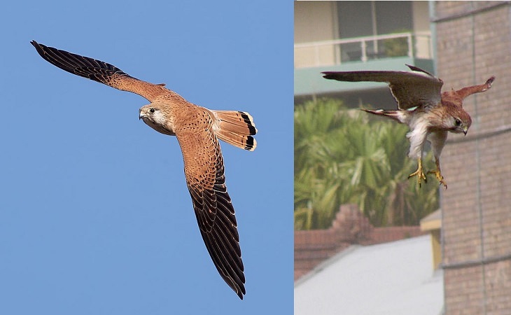 Fascinating facts on Different species of falcons in the birds of prey group that are found all over the world, The Nankeen Kestrel (Falco cenchroides)