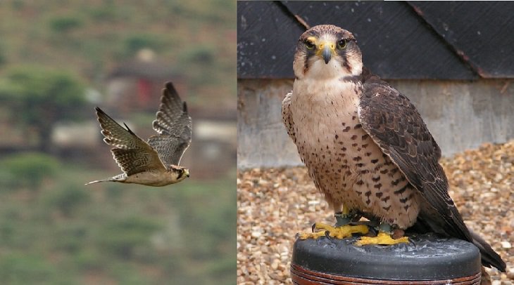 Fascinating facts on Different species of falcons in the birds of prey group that are found all over the world, The lanner falcon (Falco biarmicus)