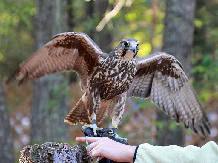 Fascinating facts on Different species of falcons in the birds of prey group that are found all over the world, The Saker Falcon (Falco cherrug)